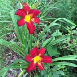 Location: My garden, Pequea, Pennsylvania, USA
Date: 2018-06-27
A gorgeous plant from Oakes Daylilies (part of a Raffle That is N