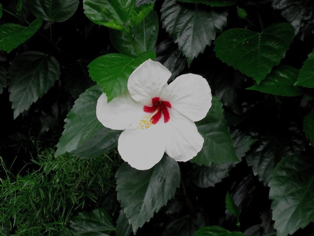 Photo of Hibiscus uploaded by plantladylin