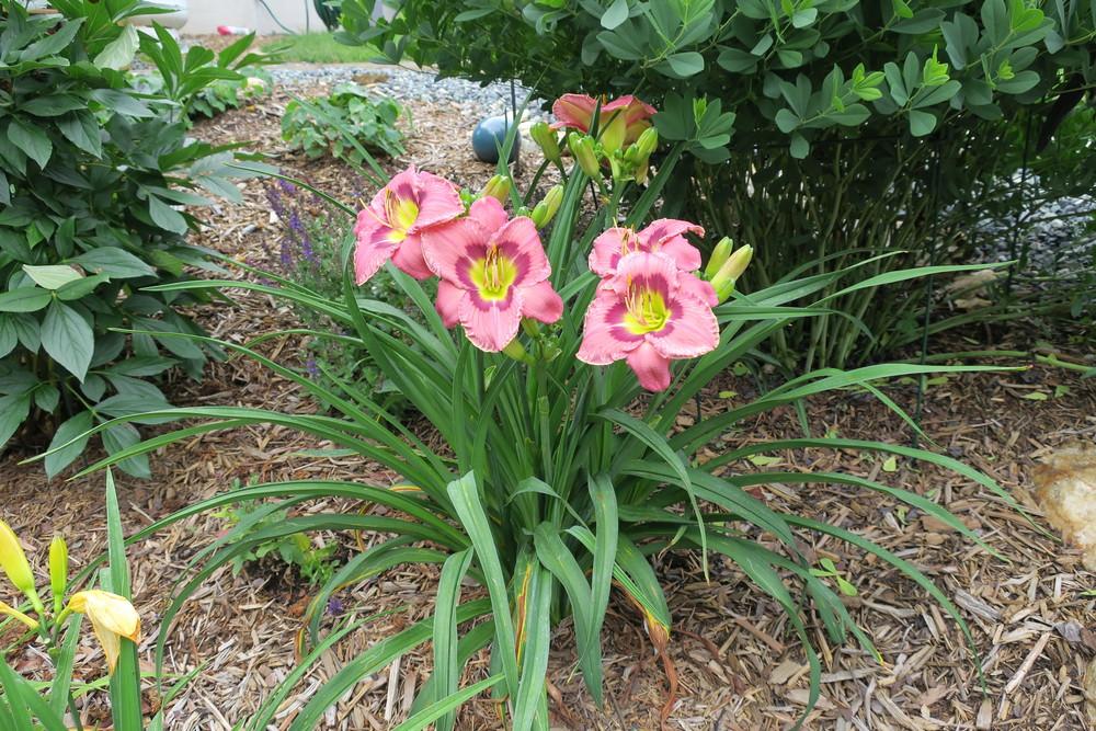 Photo of Daylily (Hemerocallis 'Always Afternoon') uploaded by 2Dogsmother