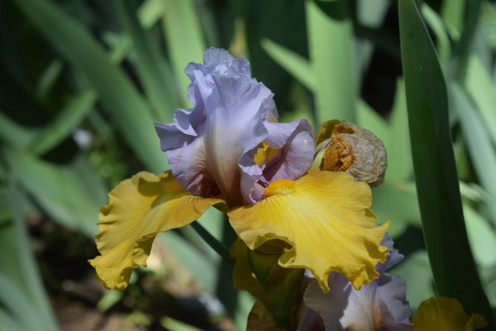 Photo of Tall Bearded Iris (Iris 'Stay Stylish') uploaded by Dachsylady86