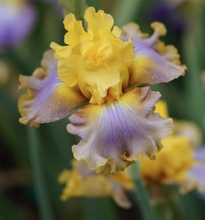 Photo of Tall Bearded Iris (Iris 'Catwalk Queen') uploaded by Islandview