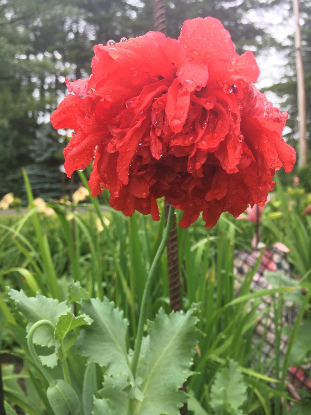 Photo of Opium Poppy (Papaver somniferum 'Double Red') uploaded by Lucichar