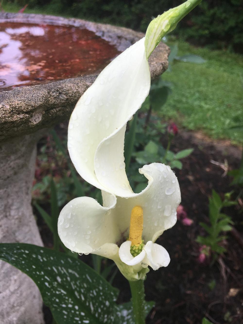 Photo of Calla Lily (Zantedeschia aethiopica 'White Giant') uploaded by Lucichar