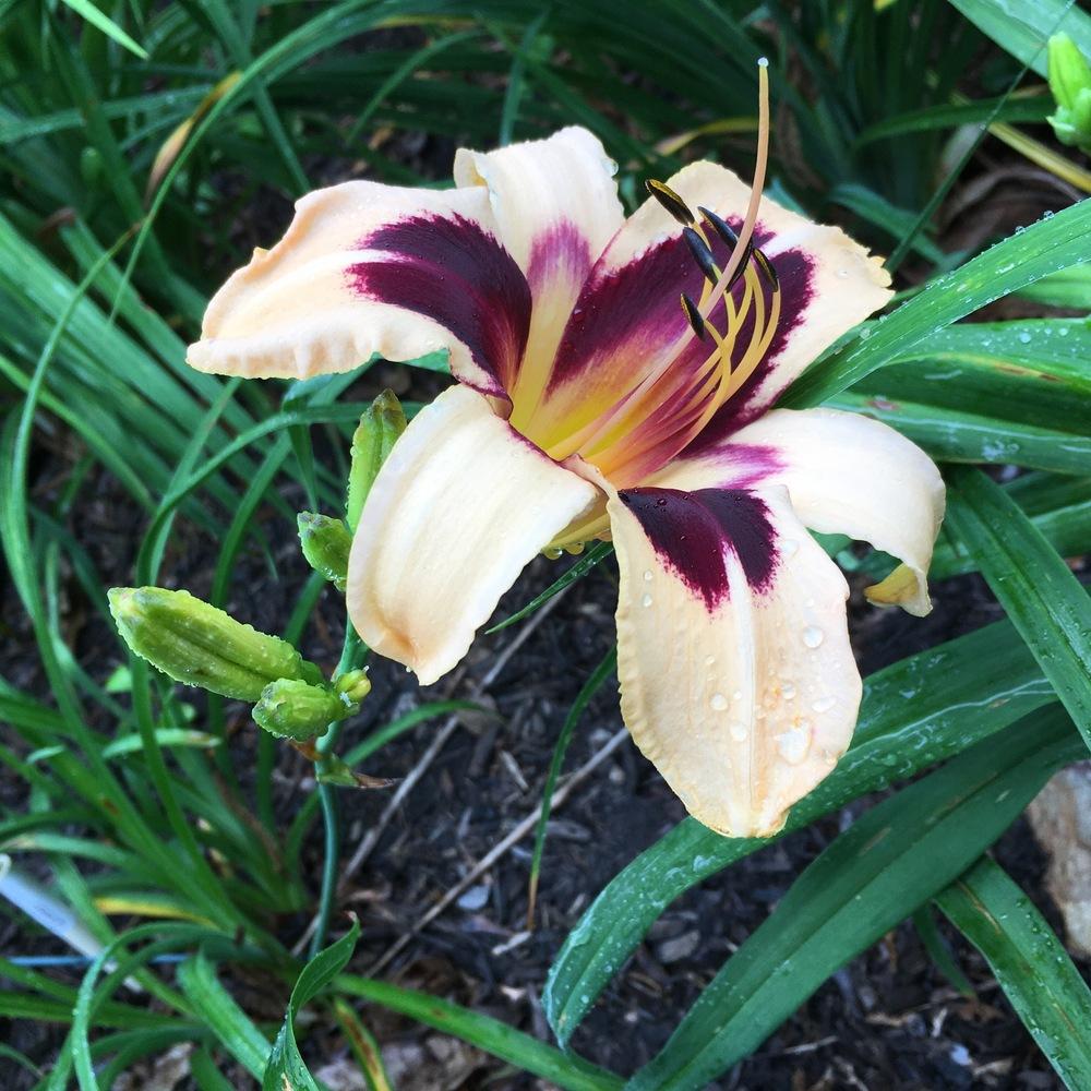 Photo of Daylily (Hemerocallis 'Egyptian Queen') uploaded by csandt