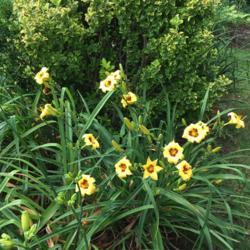 Location: My garden, Pequea, Pennsylvania, USA
Date: 2018-06-28
Good clump formation