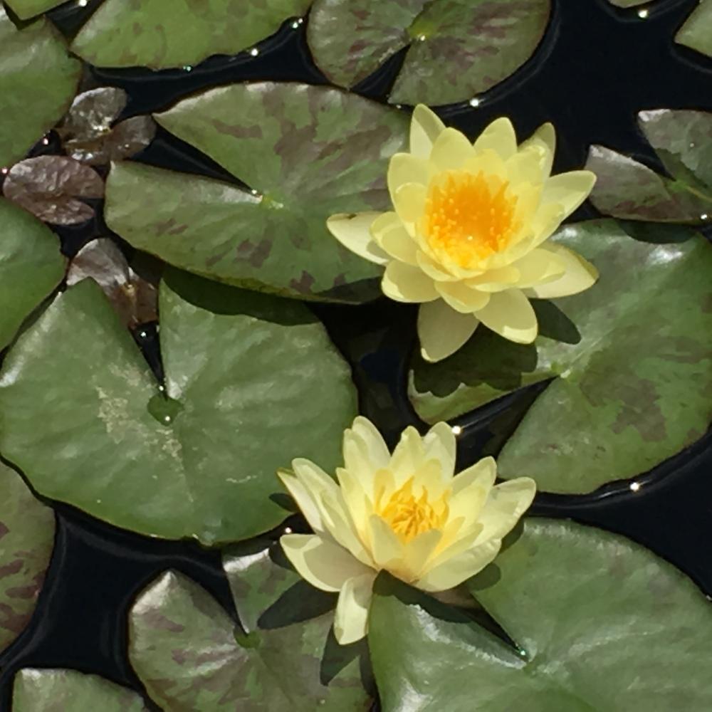 Photo of Hardy Water Lily (Nymphaea 'Marliacea Chromatella') uploaded by csandt