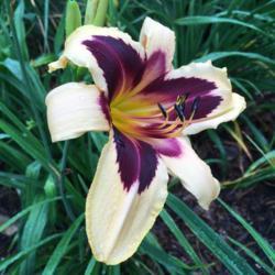 Location: My garden, Pequea, Pennsylvania, USA
Date: 2018-06-28
Bloom looks like that of Egyptian Queen.