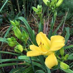 Location: My garden, Pequea, Pennsylvania, USA
Date: 2018-06-28
Caption: Purchased with gift certificate from Oakes Daylilies (Ma