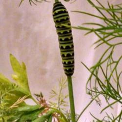 Location: Athol, MA
Date: 2018-06-27
#caterpillar #blackSwallowtailCaterpillar