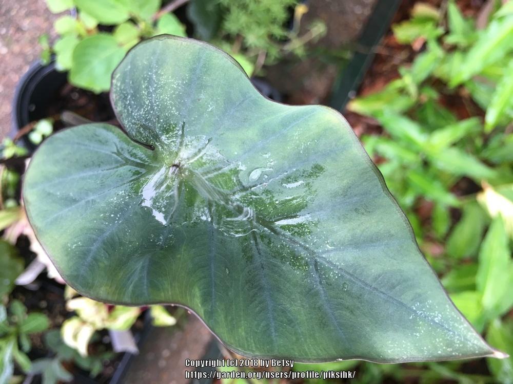 Photo of Elephant Ear (Colocasia 'Coffee Cups') uploaded by piksihk