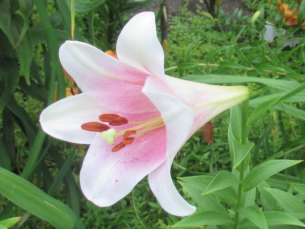 Photo of Lily (Lilium 'Prince Promise') uploaded by stilldew