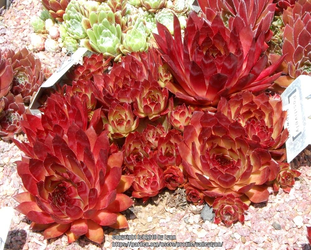 Photo of Hen and Chick (Sempervivum 'Positively Glowing') uploaded by valleylynn