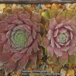 Location: Massachusetts garden
Date: June 28, 2018
Received mail-order early May 2018, beautiful rosette colors and 