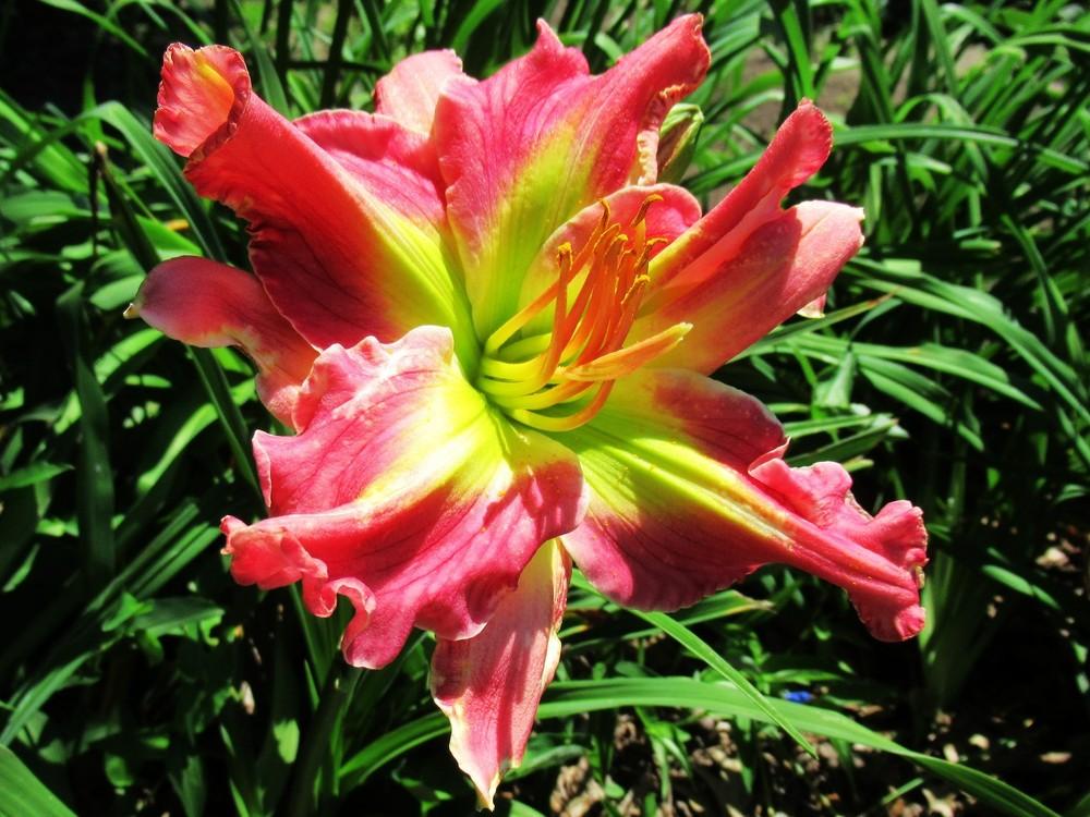 Photo of Daylily (Hemerocallis 'Someplace Special') uploaded by LarryR