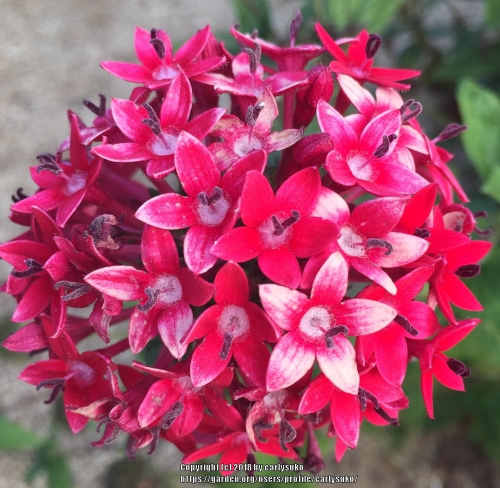 Photo of Star Flower (Pentas lanceolata) uploaded by carlysuko