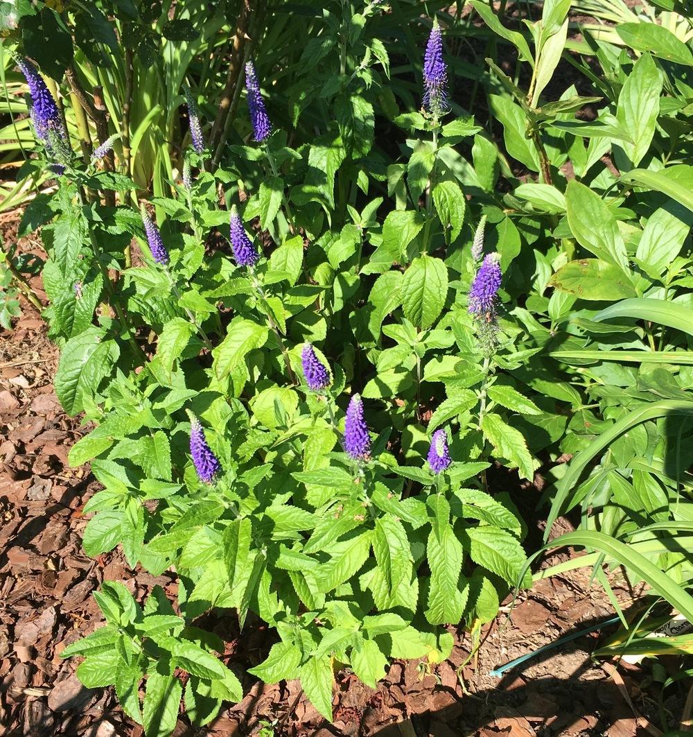 Photo of Speedwell (Veronica 'Sunny Border Blue') uploaded by csandt