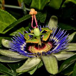 Location: Botanical Gardens of the State of Georgia...Athens, Ga
Date: 2018-06-29
Passion Flower 058