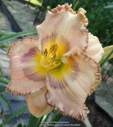 Thumb of 2018-06-29/daylilly99/076001