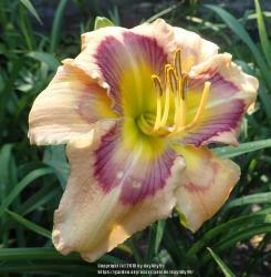 Thumb of 2018-06-29/daylilly99/666dde