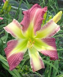 Thumb of 2018-06-29/daylilly99/99fa3d