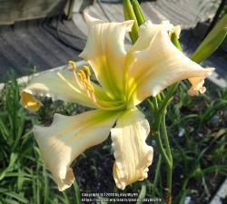 Thumb of 2018-06-29/daylilly99/c0a626