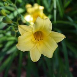 Location: My Garden, Ontario, Canada
Date: 2018-06-28
A very tiny daylily, suitable for the front of a border.