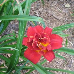 Location: Front yard-Salisbury, MD
Date: 2018-06-26
Highland Lord blooms in June