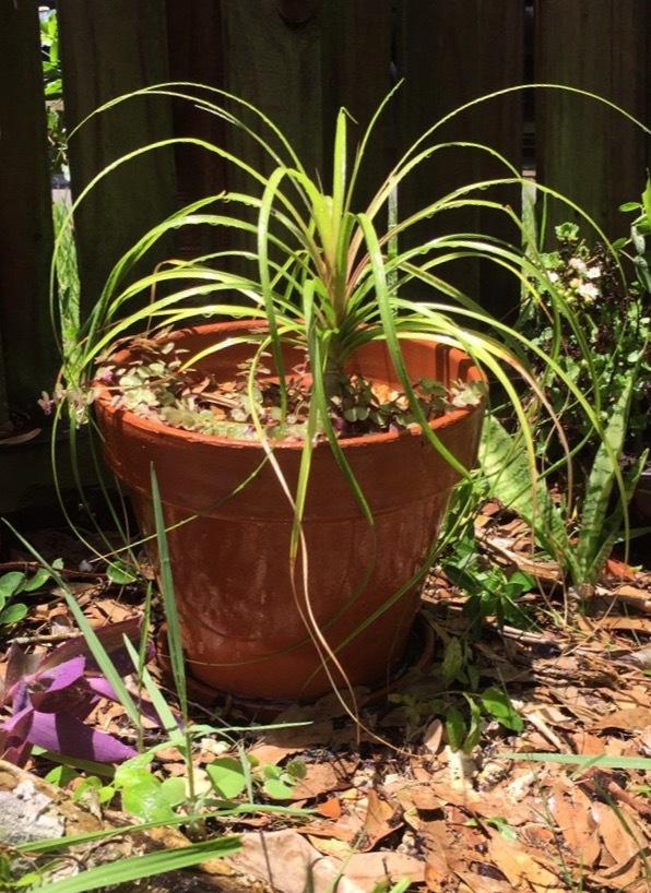 Photo of Ponytail Palm (Beaucarnea recurvata) uploaded by Belovedhoneygirl