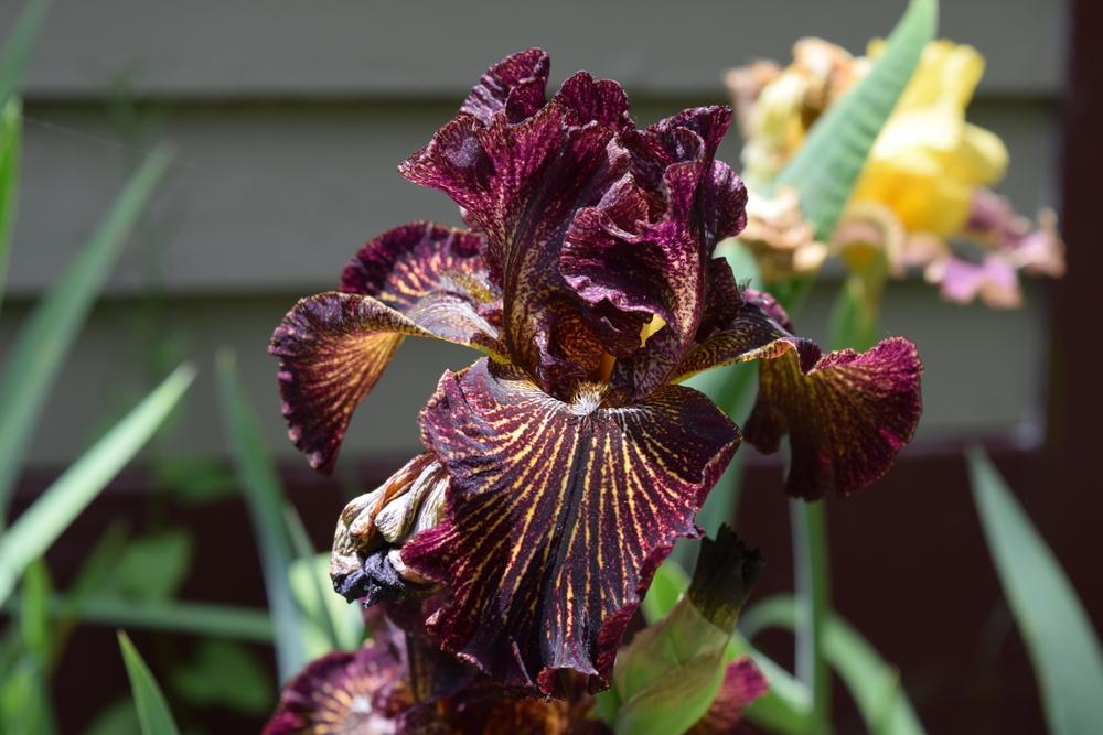 Photo of Tall Bearded Iris (Iris 'Dark Energy') uploaded by Dachsylady86