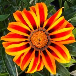 Location: Morganville Flower Farm, central NJ, Zone 7A
Date: 2018-06-30
Spectacular cannot be ignored flower on Gazania Big Kiss
