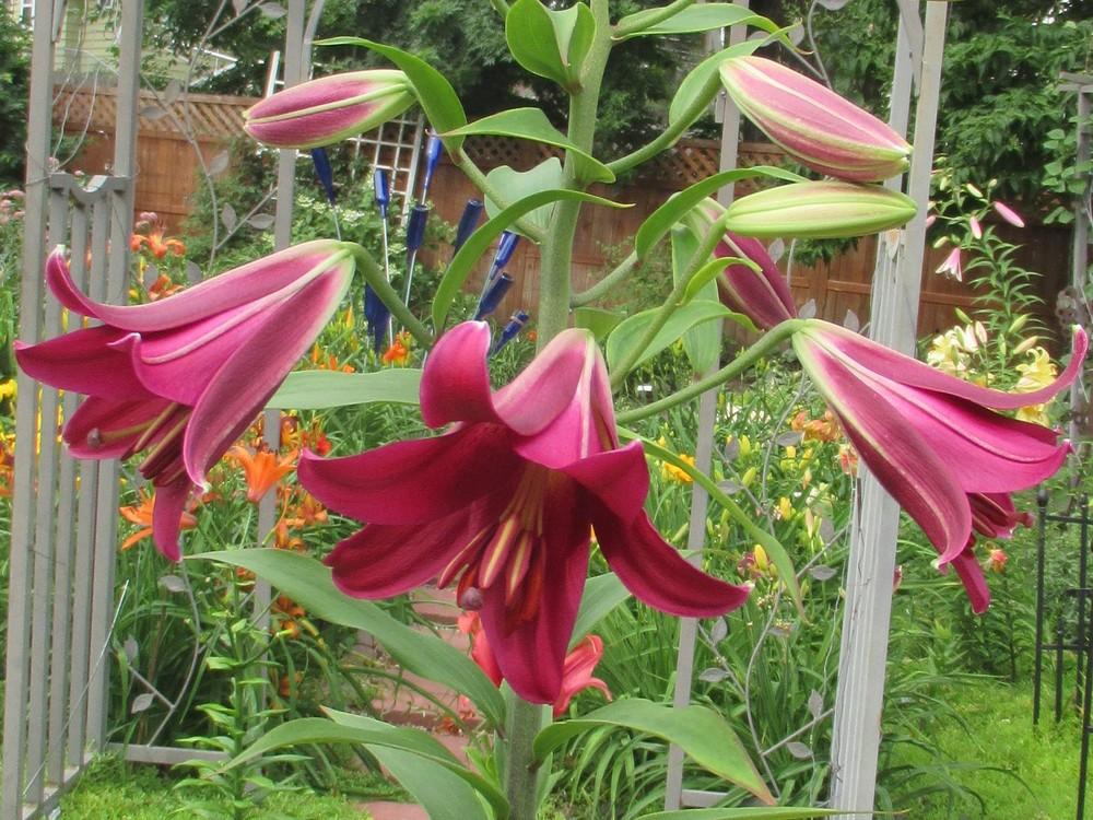 Photo of Lily (Lilium 'Mussasi') uploaded by stilldew