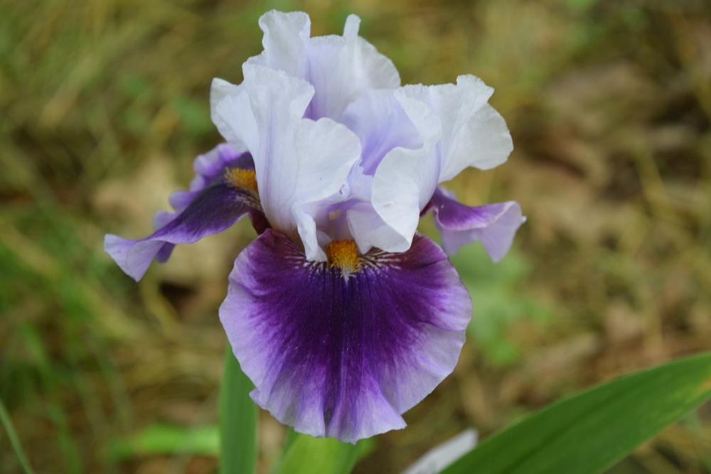 Photo of Tall Bearded Iris (Iris 'Gothic Lord') uploaded by Dachsylady86