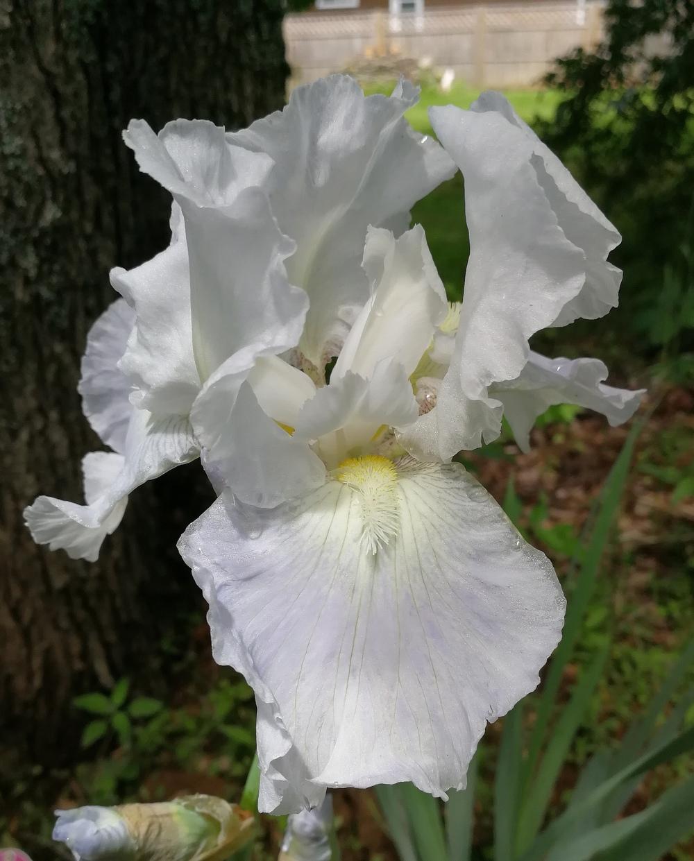 Photo of Tall Bearded Iris (Iris 'Immortality') uploaded by JLWilliams