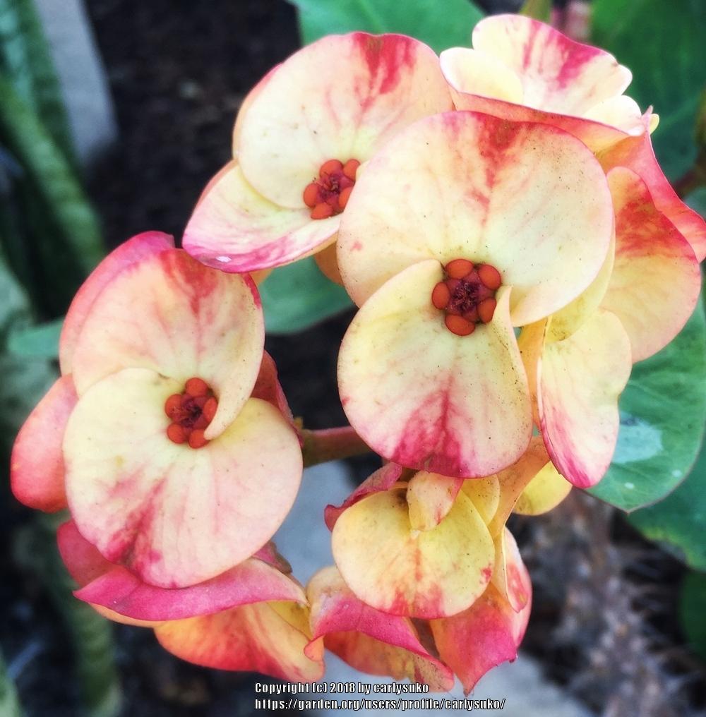 Photo of Crown of Thorns (Euphorbia milii) uploaded by carlysuko