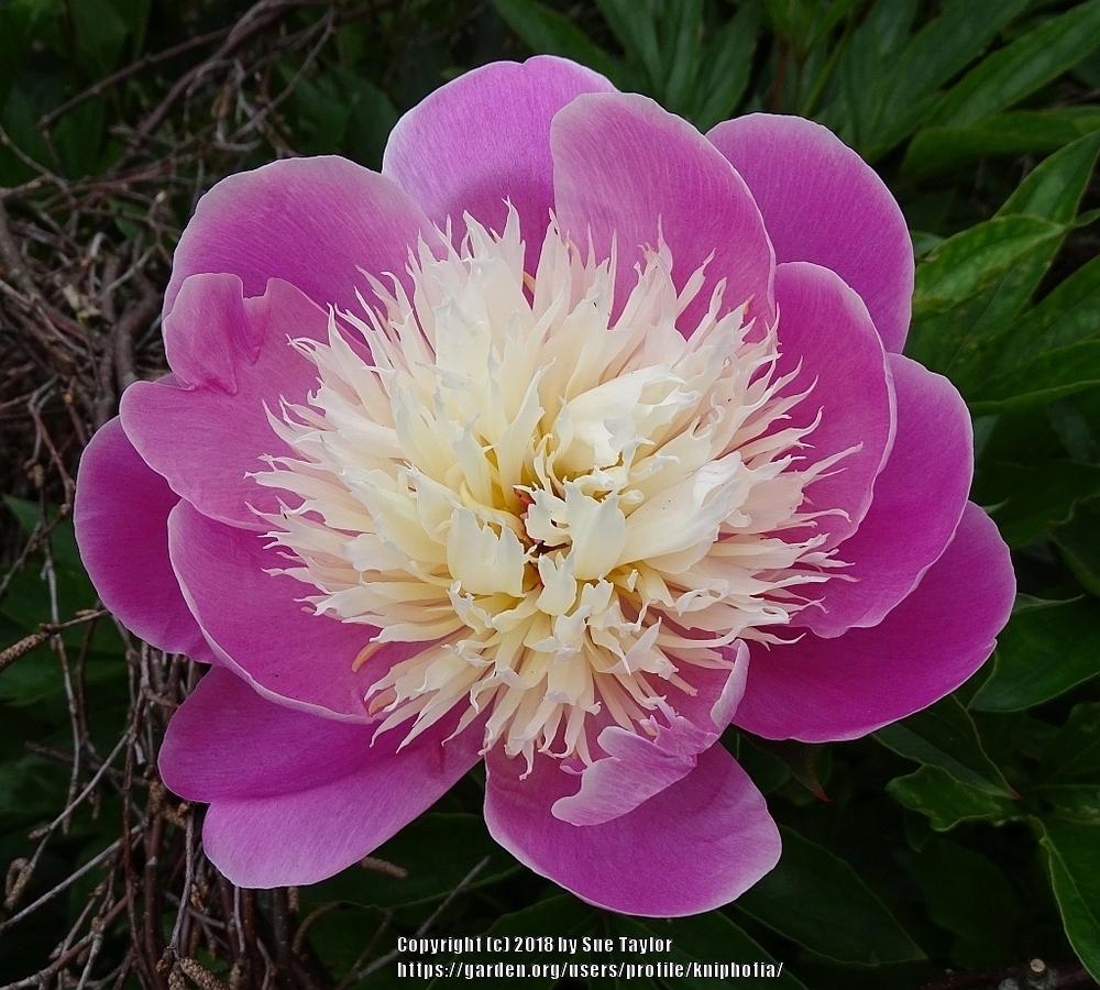 Photo of Peony (Paeonia lactiflora 'Bowl of Beauty') uploaded by kniphofia