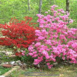 Location: Our yard, Hot Springs Village, AR
Date: 2006-04-19
Noid Red Azalea with Pink Ruffles