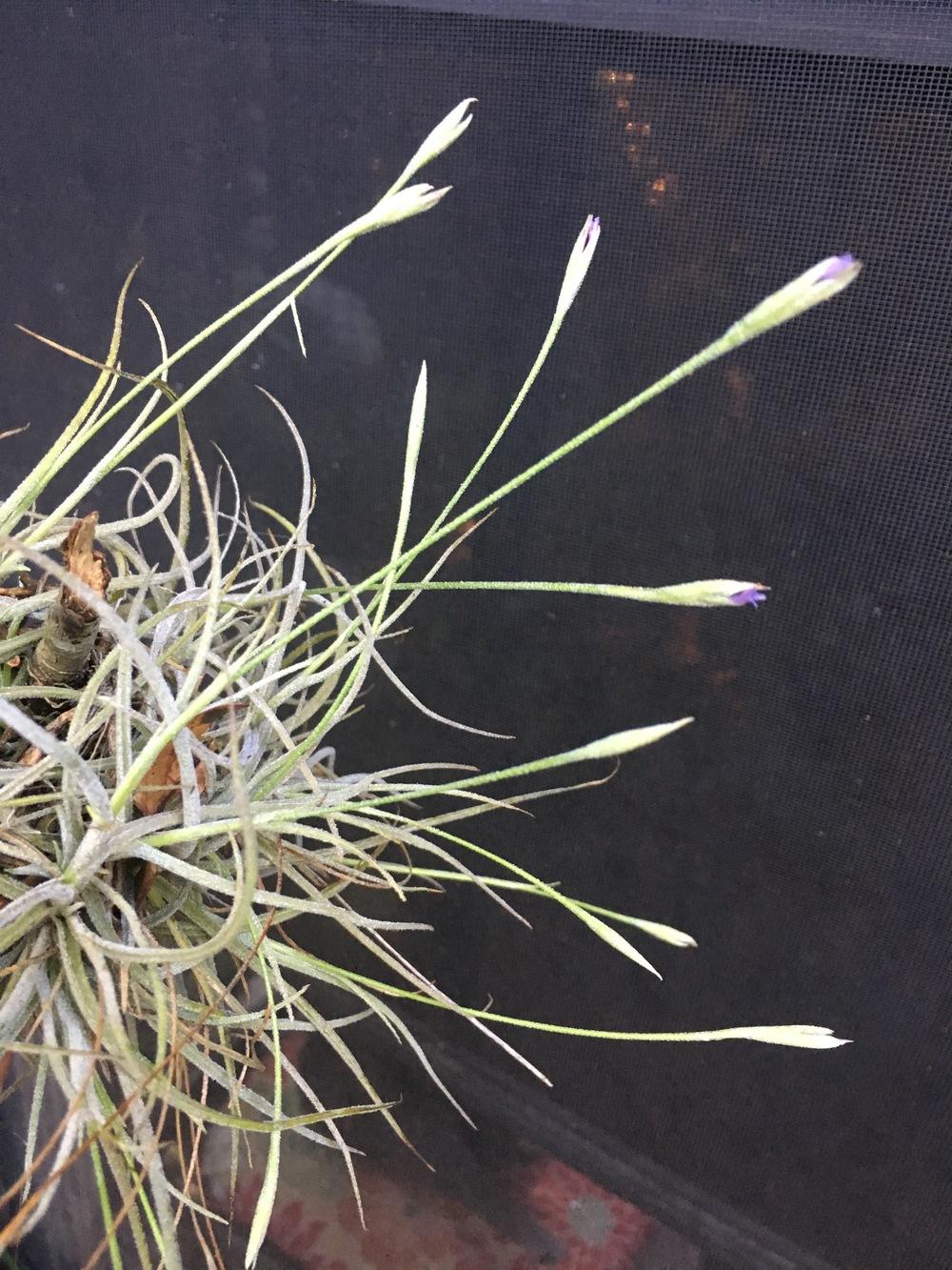 Photo of Ball Moss (Tillandsia recurvata) uploaded by sunkissed