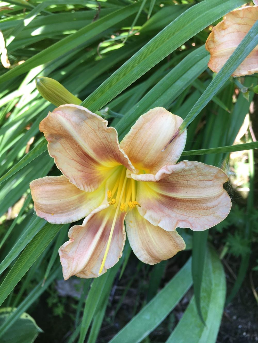 Photo of Daylilies (Hemerocallis) uploaded by Lucichar