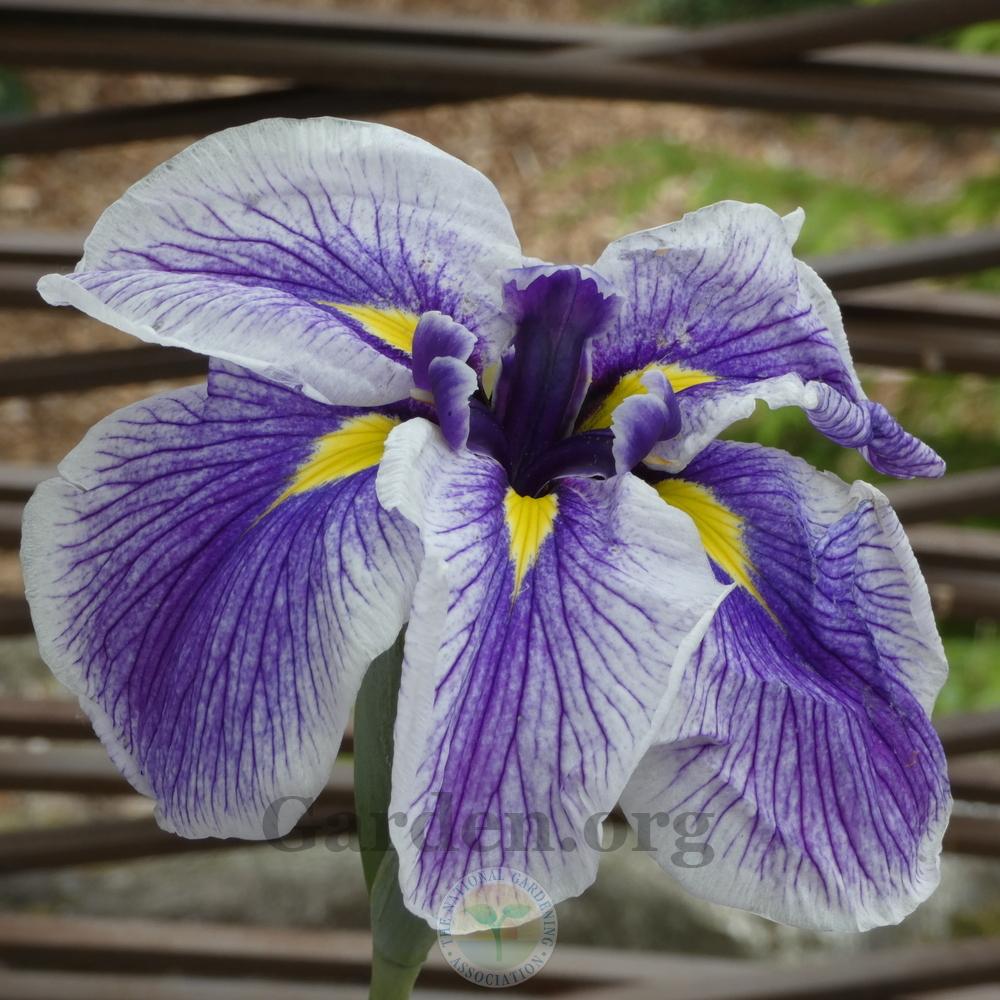 Photo of Japanese Iris (Iris ensata 'Crystal Halo') uploaded by Patty