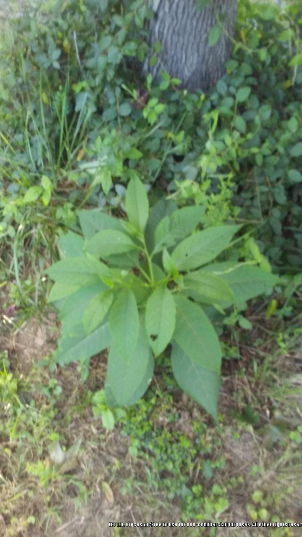 Photo of Pokeweed (Phytolacca americana) uploaded by RadlyRootbound