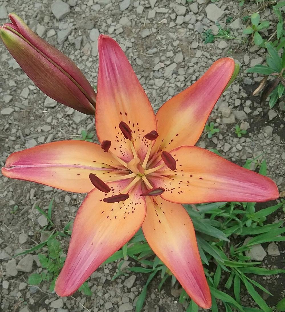 Photo of Lily (Lilium 'Royal Sunset') uploaded by Tiff2884