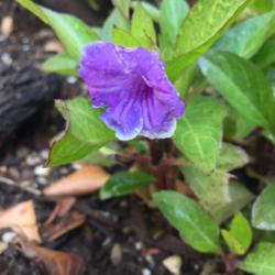 Location: Coastal San Diego County 
Date: 2018-07-02
Not sure exactly what type of Ruellia this is...