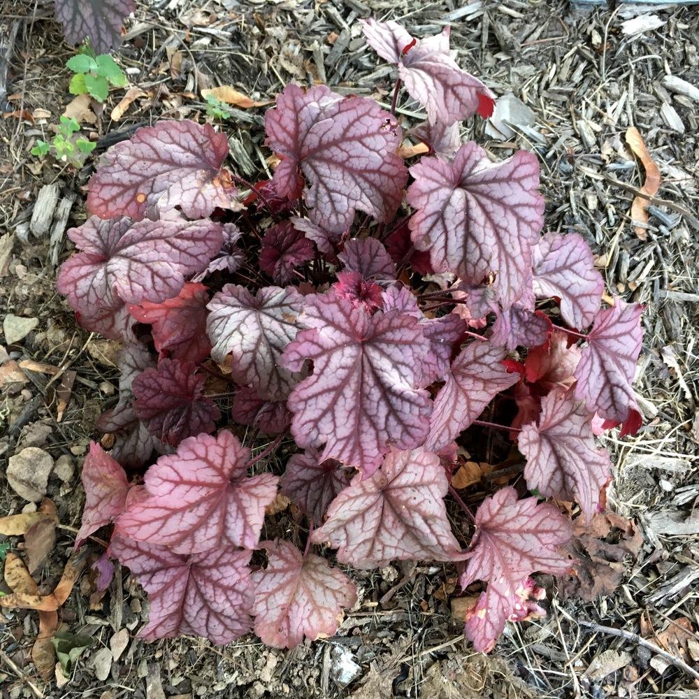 Photo of Coral Bells (Heuchera 'Berry Smoothie') uploaded by csandt