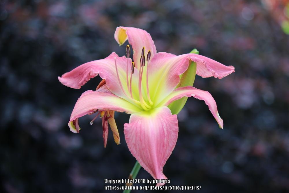 Photo of Daylily (Hemerocallis 'Neon Flamingo') uploaded by pinkiris