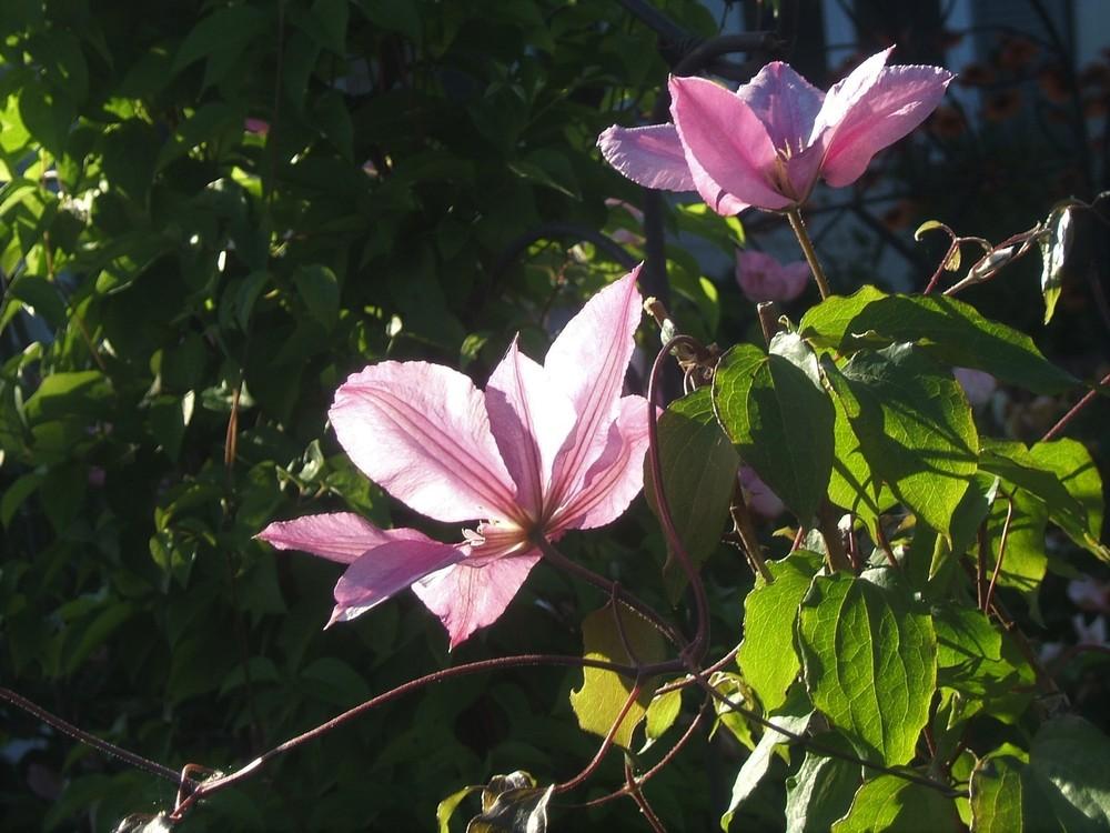 Photo of Clematis Patricia Ann Fretwell™ uploaded by pirl