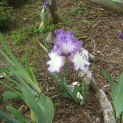 Location: Iris garden, full sun, Zone 7 Long Island, NY
Date: 2018-06-10
First year bloom.