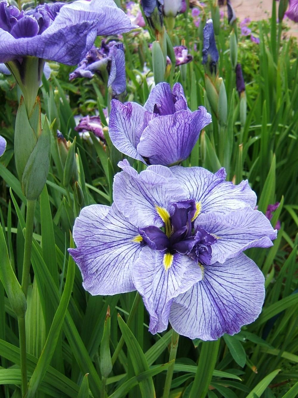 Photo of Japanese Iris (Iris ensata 'Blue Spritz') uploaded by pirl