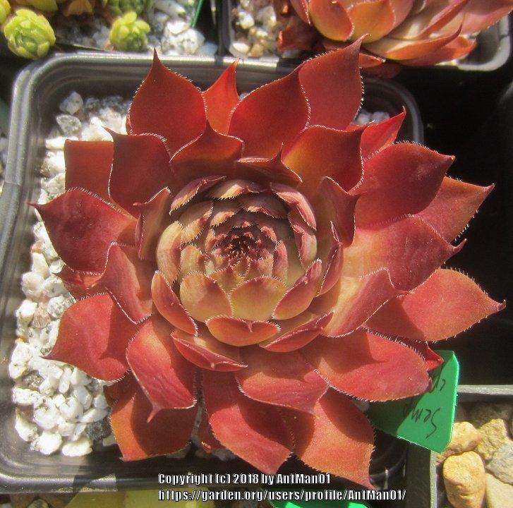 Photo of Hen and Chick (Sempervivum 'Positively Glowing') uploaded by AntMan01