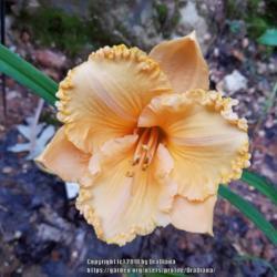 Location: Van Buren, MO
Date: 2018-06-25
First bloom in my garden.
