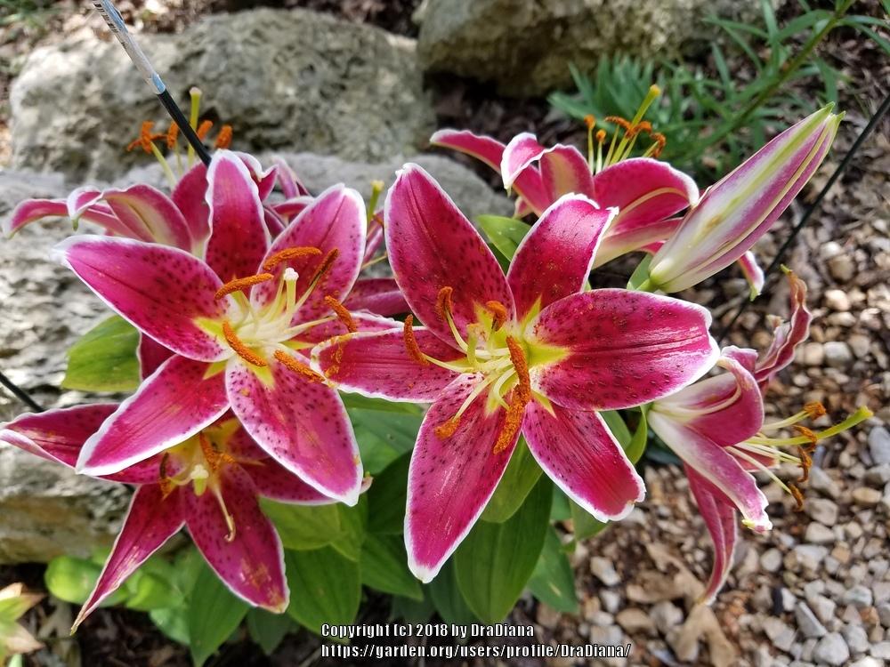 Photo of Lily (Lilium Lily Looks™ Sunny Grenada) uploaded by DraDiana